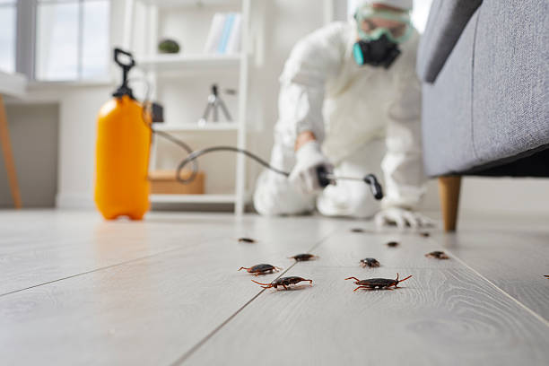 Affordable Termite Control solutions in Quincy, WA